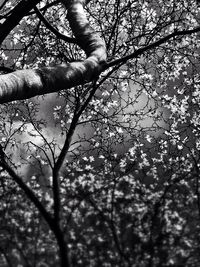 Low angle view of bare trees