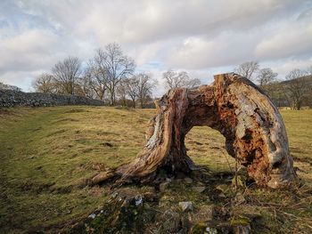 Bare trees on field against sky