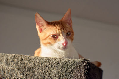 Close-up portrait of a cat