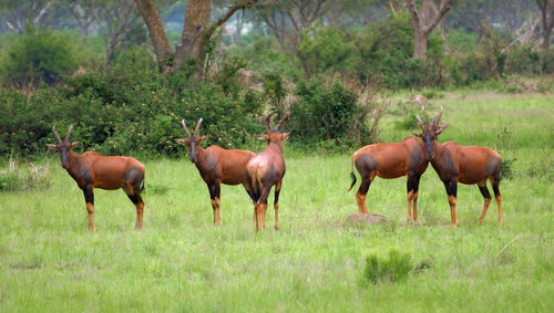 Horses in a field