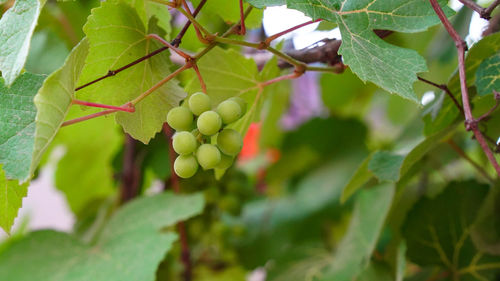 Close-up of fruits growing on tree