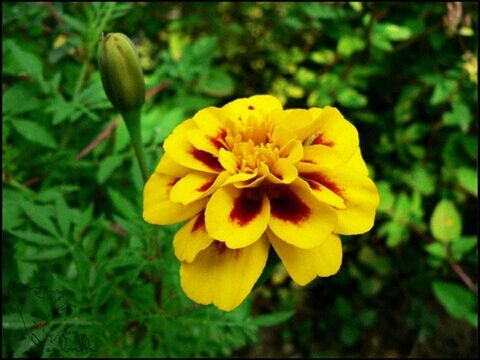 flower, yellow, petal, freshness, flower head, fragility, growth, beauty in nature, close-up, blooming, nature, focus on foreground, plant, single flower, in bloom, field, pollen, day, outdoors, park - man made space