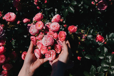 Close-up of woman hands holding pink rose outdoors