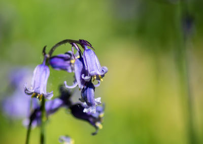 Close-up of purple flowering plant