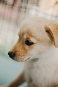 Close-up of dog looking away