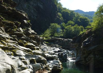 Scenic view of waterfall in forest