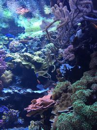 Close-up of fish in aquarium