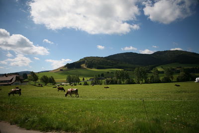 Cows grazing in field