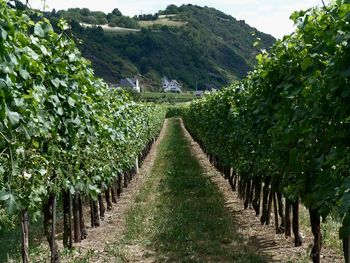 Panoramic view of vineyard