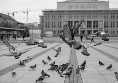 Flock of birds in a city