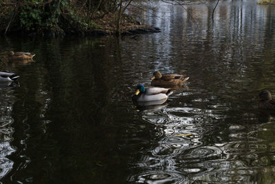 High angle view of swan in lake