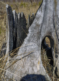 Close-up of tree trunk in forest