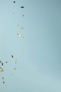 Low angle view of birds flying in the sky