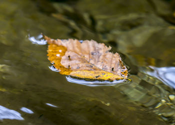Close-up of yellow leaf in water