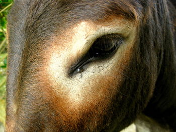 Close-up portrait of donkey eye