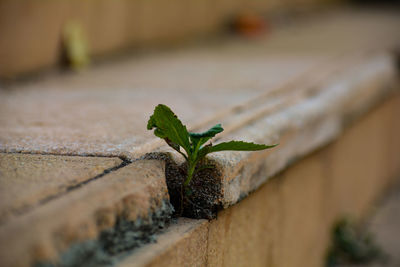 Close-up of plant growing on rock