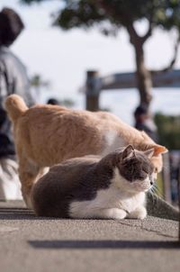 Cats on footpath