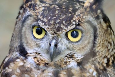 Close-up portrait of owl