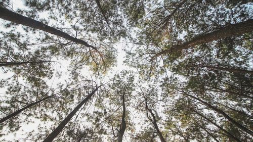 Low angle view of trees in forest