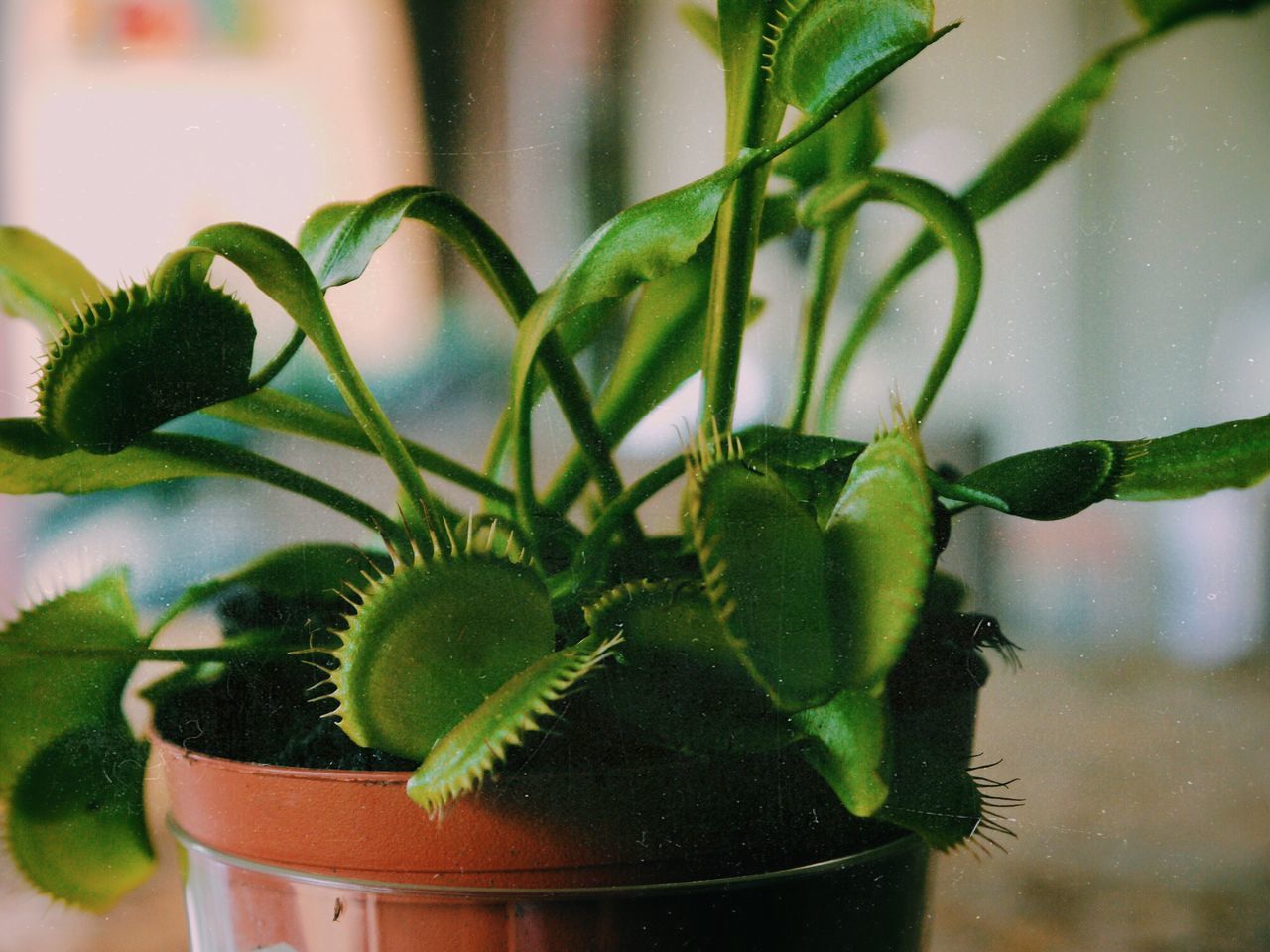 potted plant, growth, plant, green color, close-up, flower pot, leaf, selective focus, indoors, cactus, freshness, houseplant, nature, focus on foreground, thorn, spiked, botany, beauty in nature, fragility, succulent plant, pot plant, springtime, green, no people, growing, house plant, small