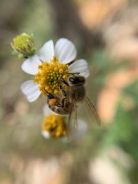 Close-up of bee pollinating on flower abeille 