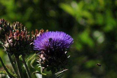 Bee pollinating on purple flower growing outdoors