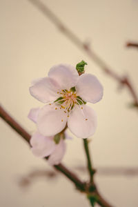 Close-up of cherry blossoms in spring