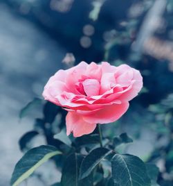 Close-up of pink flower blooming outdoors