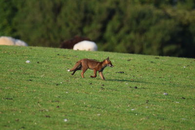 View of a fox in field