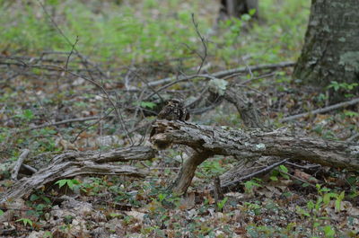 Lizard on a field