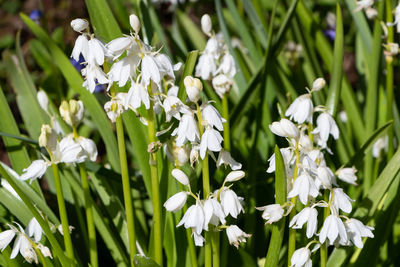 Close-up of white flowering plants on field