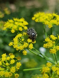 Close-up of insect on yellow flower