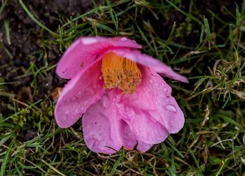 High angle view of pink crocus flower