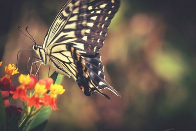 Close-up of butterfly on flower