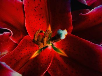 Close-up of red flower