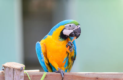 Blue and yellow macaw or ara ararauna, macaw parrot eating carrot on branch, pet anima