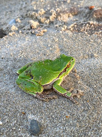 High angle view of frog on land