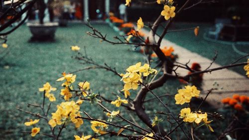 Close-up of yellow flowering plant