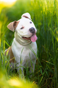 Close-up of a dog on field