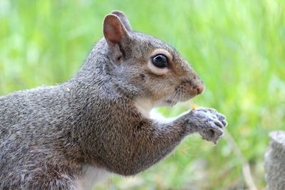 Close-up of squirrel