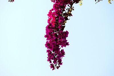 Low angle view of flower tree against clear sky