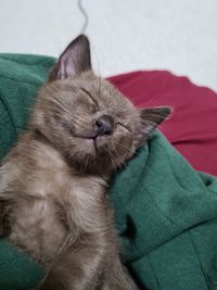 Close-up of a cat with eyes closed