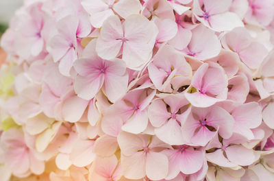 Close-up of pink cherry blossoms