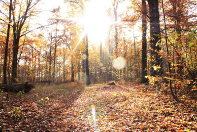 Sun shining through trees in forest