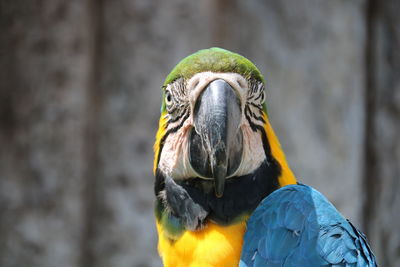 Close-up of a parrot