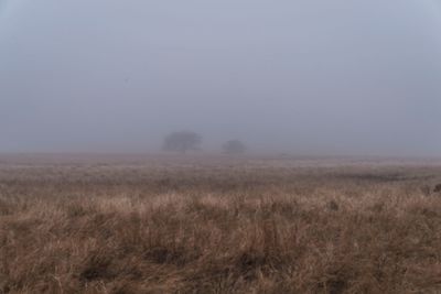 Grass on field against clear sky