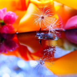 Close-up of red flower