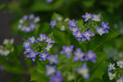 Close-up of purple flowers