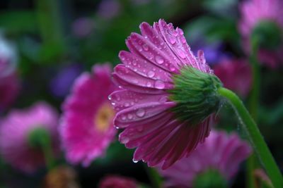 Close-up of water drops on flower