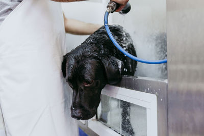 Dog drinking water from pipe